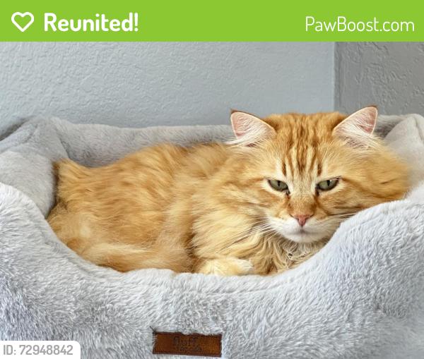 Reunited Male Cat last seen Near Palomar Dr, Fallbrook, CA 92028, USA, Fallbrook, CA 92028