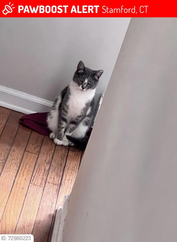Lost Female Cat last seen Ursula place Stamford ct , Stamford, CT 06902