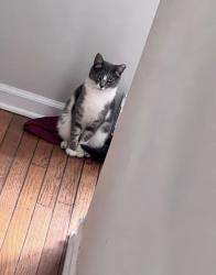 Lost Female Cat last seen Ursula place Stamford ct , Stamford, CT 06902