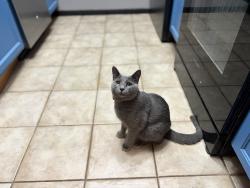 Reunited Female Cat last seen Canaveral Dr, Columbia, MO 65201