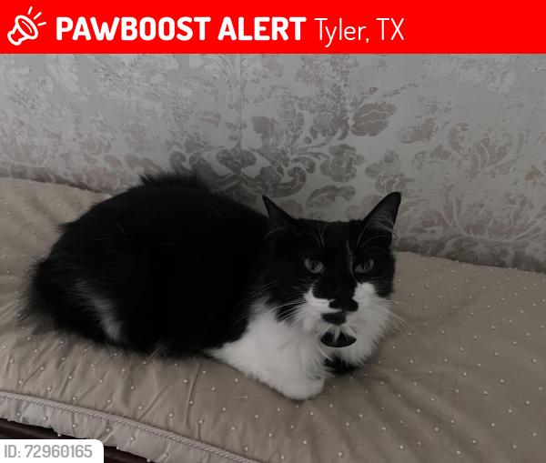 Lost Female Cat last seen Chilton Ave. and Hanvasy, Tyler, TX 75701