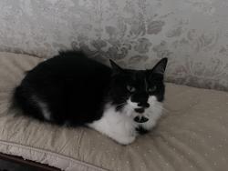 Lost Female Cat last seen Chilton Ave. and Hanvasy, Tyler, TX 75701