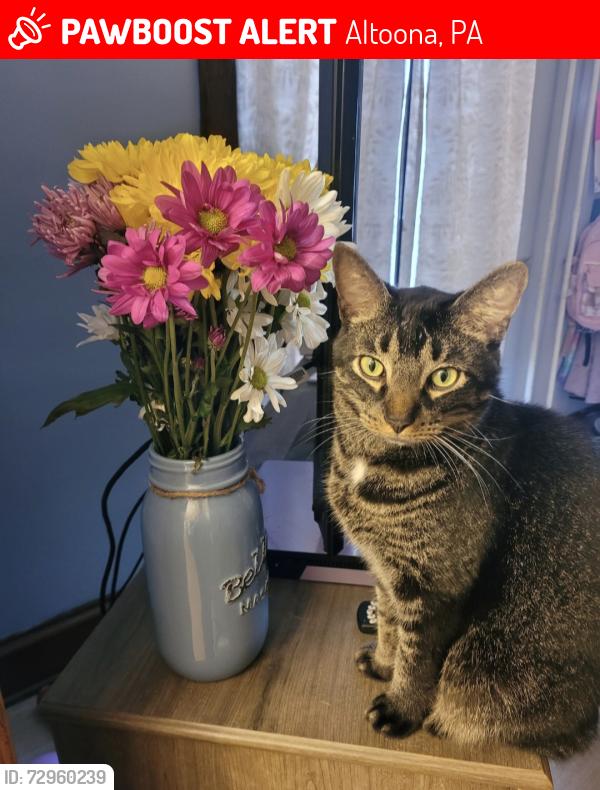 Lost Male Cat last seen Prospect park, Altoona, PA 16602