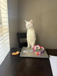 Lost Male Cat last seen Hills of Corona , Corona, CA 92879