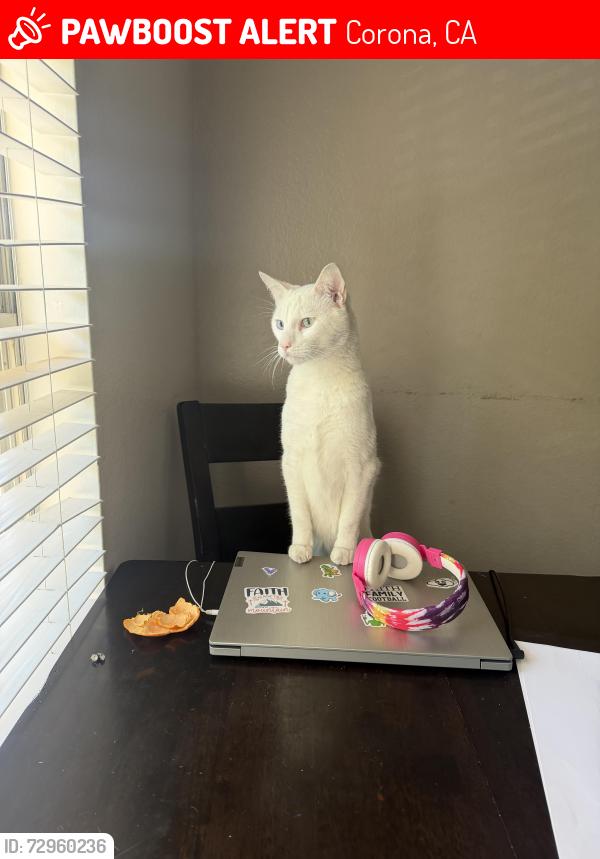 Lost Male Cat last seen Hills of Corona , Corona, CA 92879
