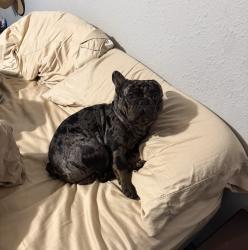 Lost Male Dog last seen Forzando Ave, South Brooksville, FL 34604