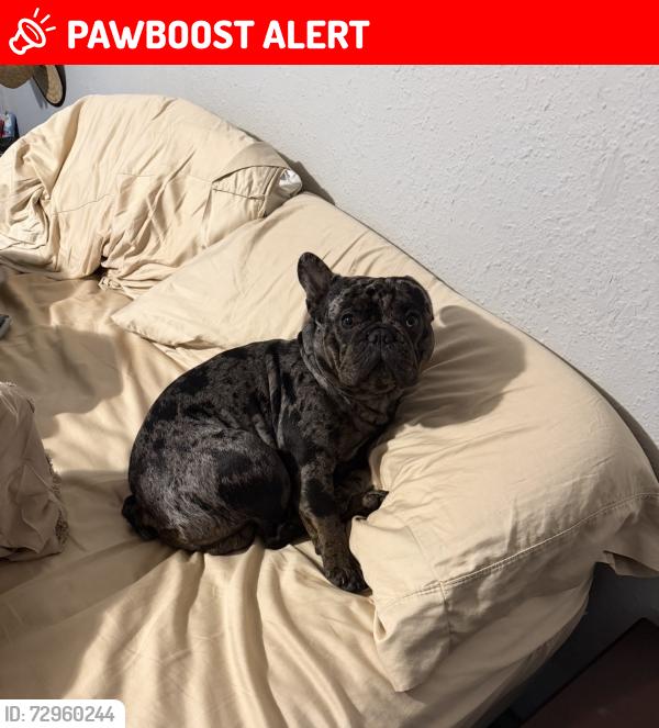 Lost Male Dog last seen Forzando Ave, South Brooksville, FL 34604