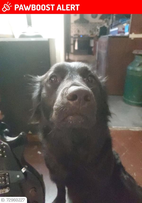 Lost Female Dog last seen Camp Robinson and I-40 Westbound, North Little Rock, AR 72118