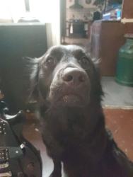 Lost Female Dog last seen Camp Robinson and I-40 Westbound, North Little Rock, AR 72118