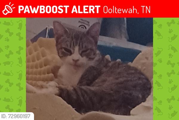 Lost Female Cat last seen Georgetown Ooltewah Road, Ooltewah, TN 37363