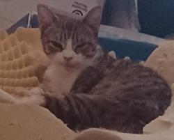 Lost Female Cat last seen Georgetown Ooltewah Road, Ooltewah, TN 37363