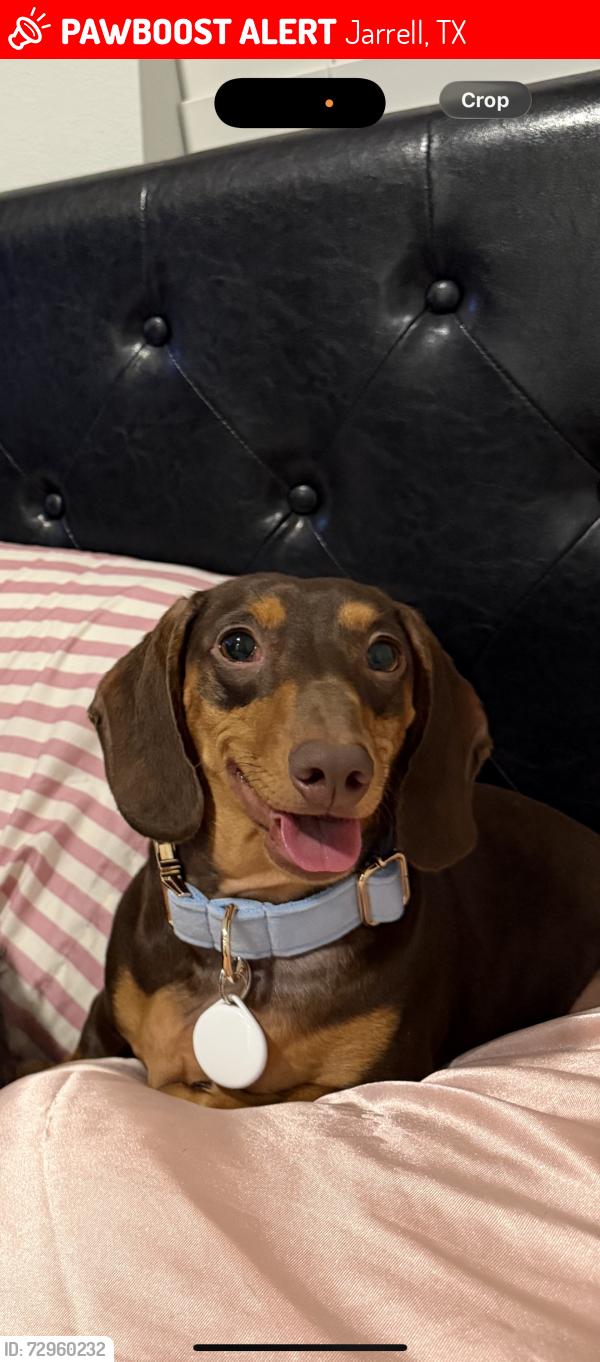 Lost Male Dog last seen next to the wooden area near the hses in the roundab, Jarrell, TX 76537