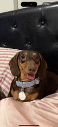 Lost Male Dog last seen next to the wooden area near the hses in the roundab, Jarrell, TX 76537