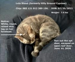 Reunited Female Cat last seen 3rd Ave., between 91st and 92nd Streets, Manhattan, Carnegie Hill, New York, NY 10128