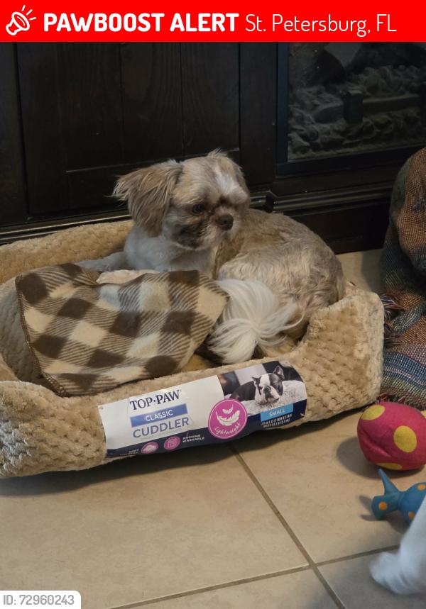 Lost Male Dog last seen Portillo’s Tyrone Square, Mall, St. Petersburg, FL 33710