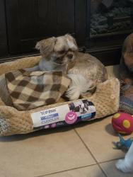 Lost Male Dog last seen Portillo’s Tyrone Square, Mall, St. Petersburg, FL 33710