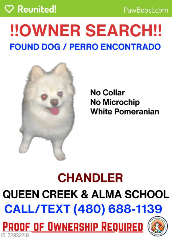 Reunited Female Dog last seen Alma school and Queen Creek, Chandler, AZ 85286