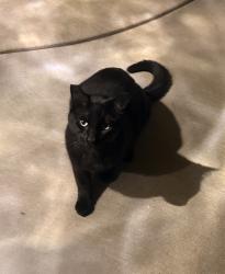 Lost Male Cat last seen Palliser, Modesto, CA 95355