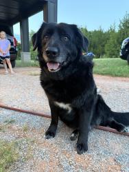 Found/Stray Male Dog last seen Midwest Blvd and Coffee Creek, Edmond, OK 73034
