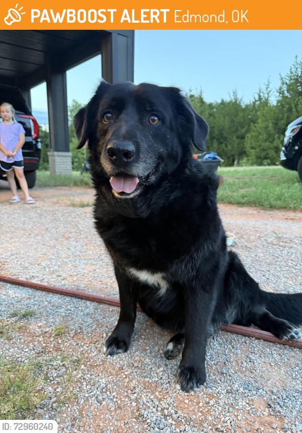 Found/Stray Male Dog last seen Midwest Blvd and Coffee Creek, Edmond, OK 73034