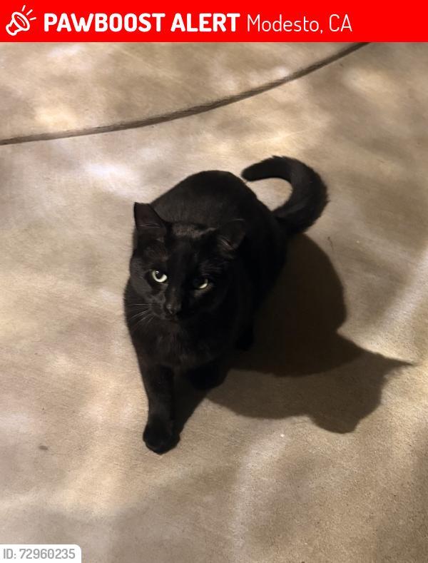 Lost Male Cat last seen Palliser, Modesto, CA 95355