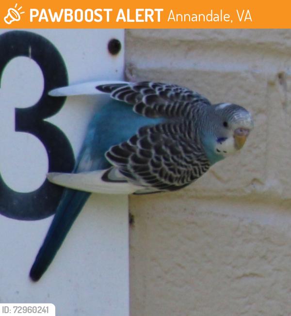 Found/Stray Unknown Bird last seen Maplewood Village cndmniums, Annandale, VA 22003