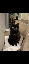 Lost Female Cat last seen 28th Street and Byron Center, Wyoming, MI 49519