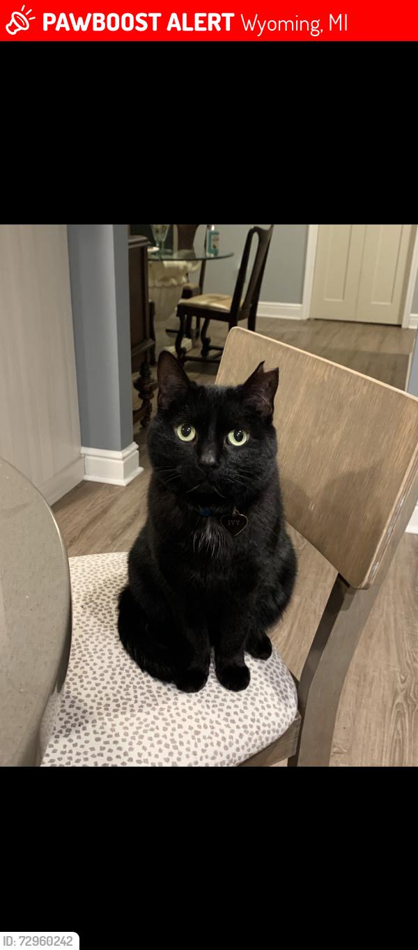 Lost Female Cat last seen 28th Street and Byron Center, Wyoming, MI 49519