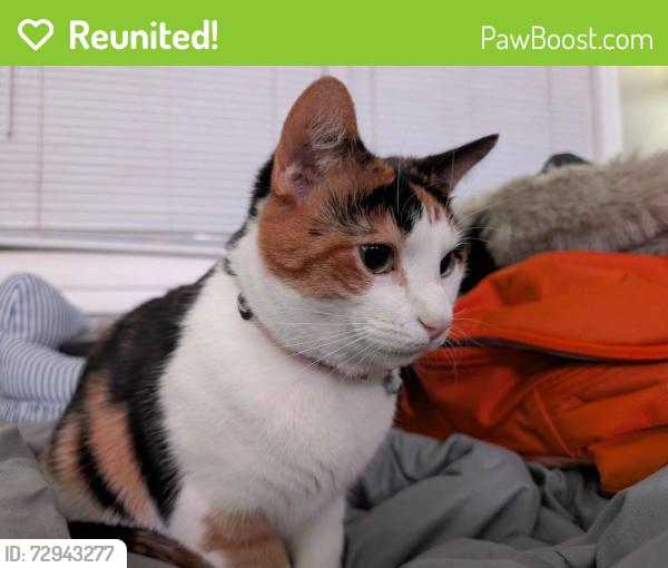 Reunited Female Cat last seen Morse Rd, Columbus, OH 43224
