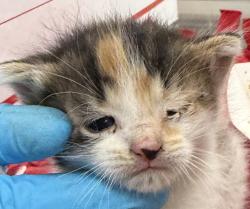 Shelter Stray Female Cat last seen SE 97th and Reedway, PORTLAND, OR, 97266, 1700 W Historic Columbia River Hwy, Troutdale, OR 97060, USA