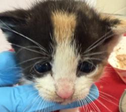 Shelter Stray Female Cat last seen SE 97th and Reedway, PORTLAND, OR, 97266, 1700 W Historic Columbia River Hwy, Troutdale, OR 97060, USA