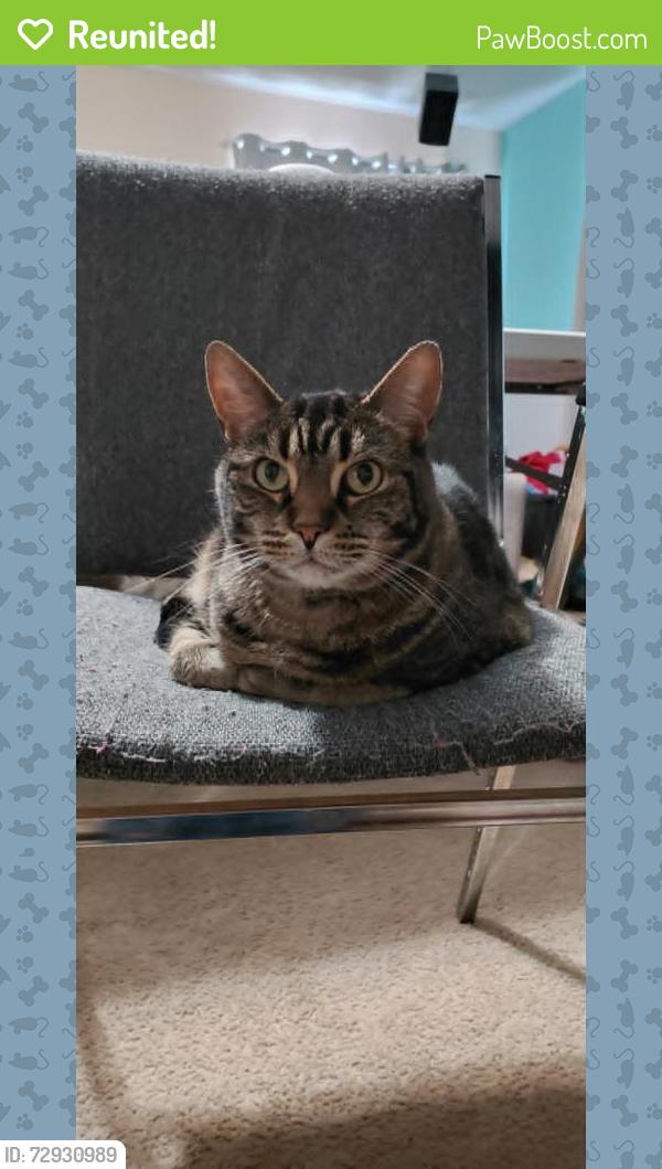 Reunited Female Cat last seen Sky Hills St and Centennial Pkwy, Las Vegas, NV 89166