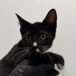 Shelter Stray Male Cat last seen Boston Ave, San Diego, CA, 92113, San Diego, CA 92110
