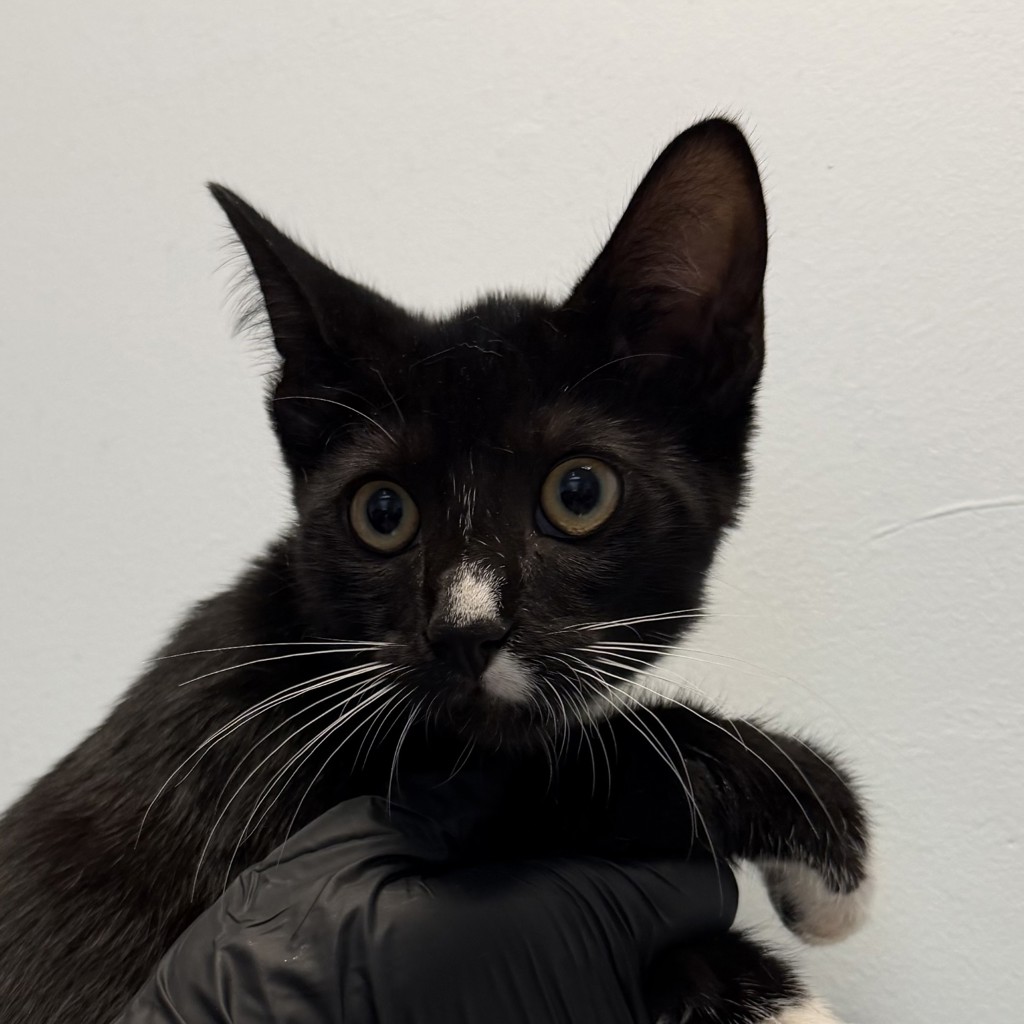 Shelter Stray Male Cat last seen Boston Ave, San Diego, CA, 92113, San Diego, CA 92110