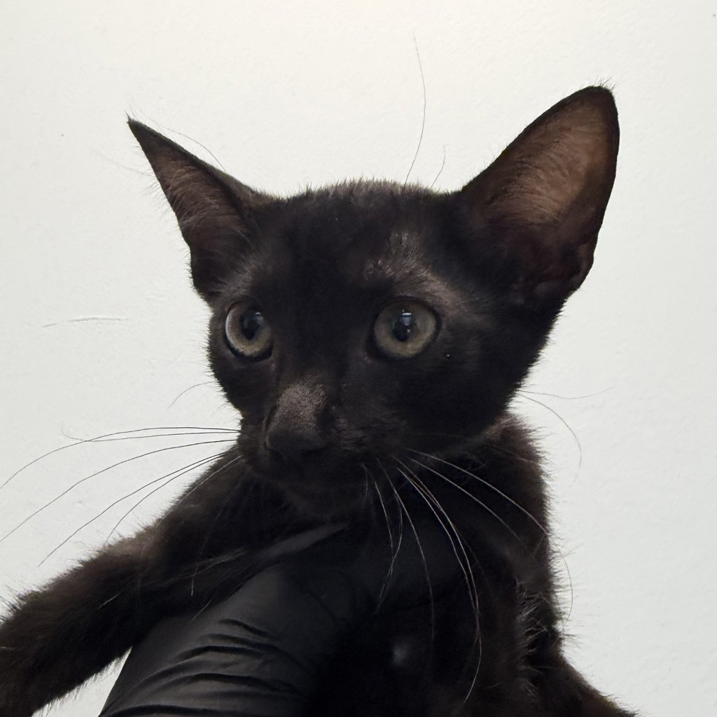 Shelter Stray Female Cat last seen Boston Ave, San Diego, CA, 92113, San Diego, CA 92110