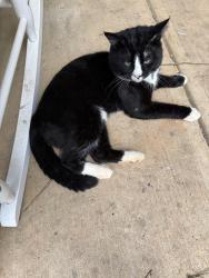 Lost Male Cat last seen Thompson Bridge + Nancy Creek Parkway, Gainesville, GA 30506