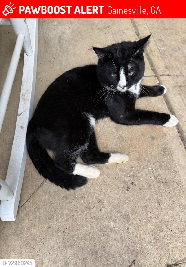 Lost Male Cat last seen Thompson Bridge + Nancy Creek Parkway, Gainesville, GA 30506