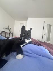 Reunited Male Cat last seen S 15th St & W Shunk St, Philadelphia, PA 19145, USA, Philadelphia, PA 19145