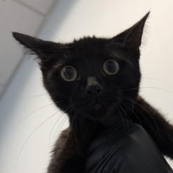 Shelter Stray Female Cat last seen Boston Ave, San Diego, CA, 92113, San Diego, CA 92110
