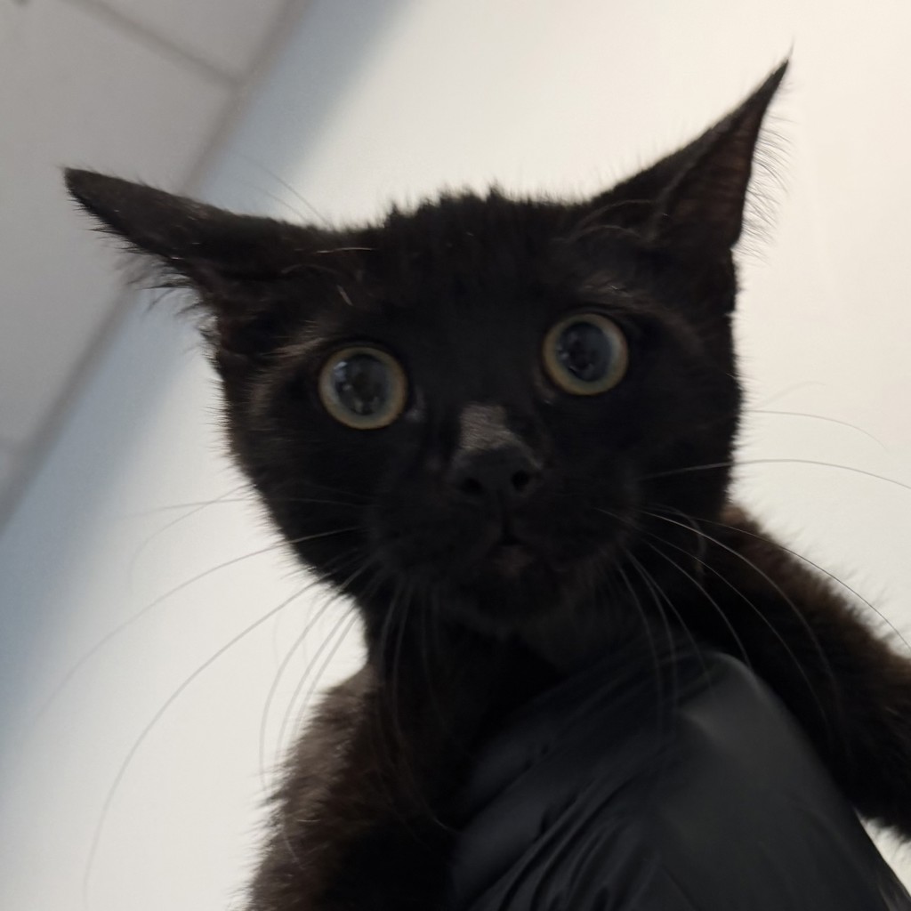 Shelter Stray Female Cat last seen Boston Ave, San Diego, CA, 92113, San Diego, CA 92110