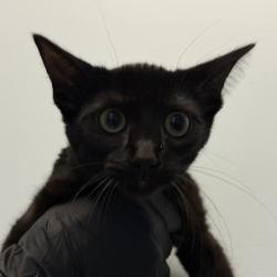 Shelter Stray Female Cat last seen Boston Ave, San Diego, CA, 92113, San Diego, CA 92110