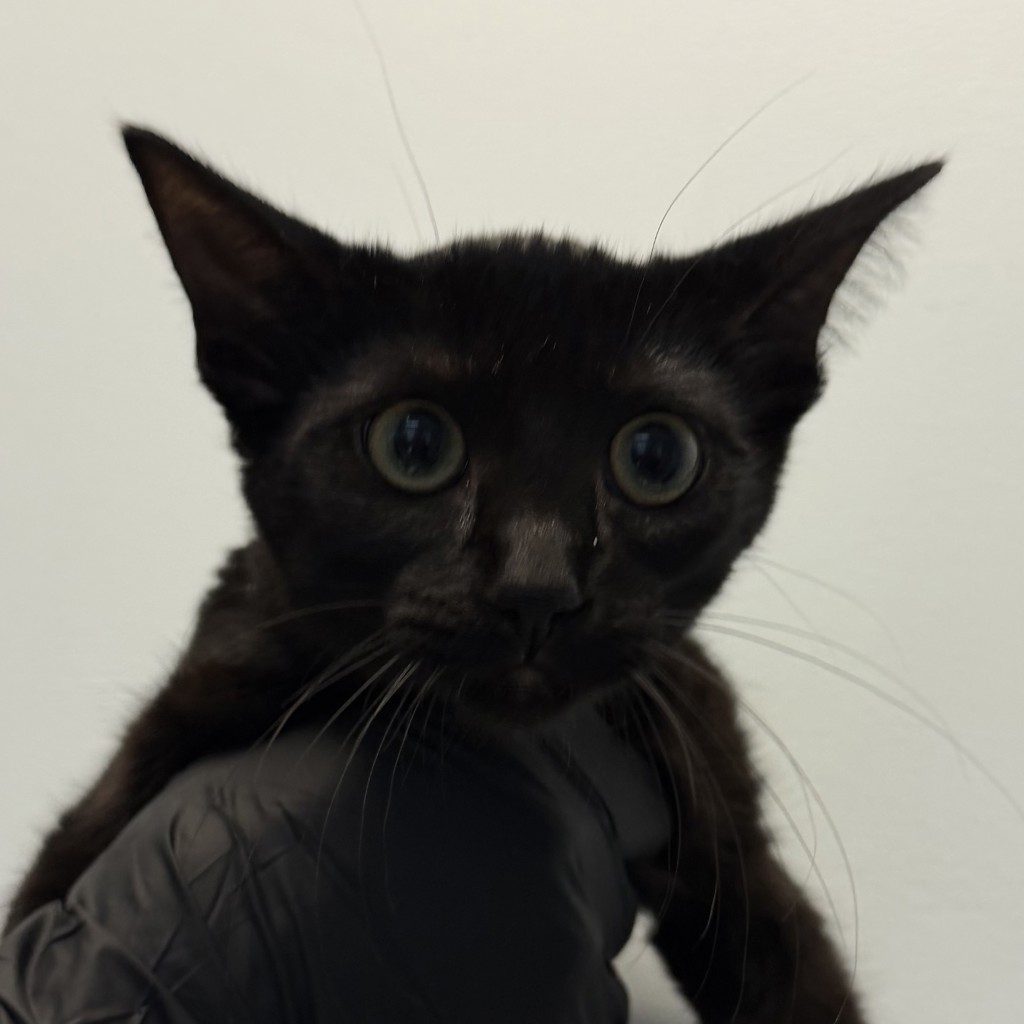 Shelter Stray Female Cat last seen Boston Ave, San Diego, CA, 92113, San Diego, CA 92110