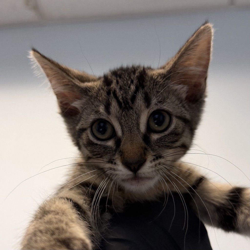 Shelter Stray Female Cat last seen Boston Ave, San Diego, CA, 92113, San Diego, CA 92110
