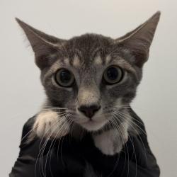 Shelter Stray Male Cat last seen Boston Ave, San Diego, CA, 92113, San Diego, CA 92110