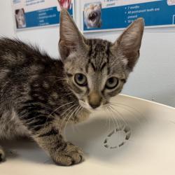 Shelter Stray Male Cat last seen Boston Ave, San Diego, CA, 92113, San Diego, CA 92110