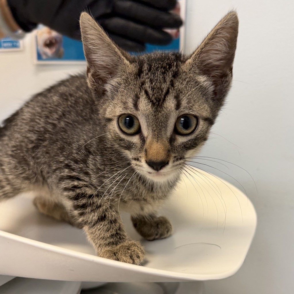Shelter Stray Male Cat last seen Boston Ave, San Diego, CA, 92113, San Diego, CA 92110