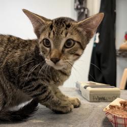 Shelter Stray Male Cat last seen Boston Ave, San Diego, CA, 92113, San Diego, CA 92110