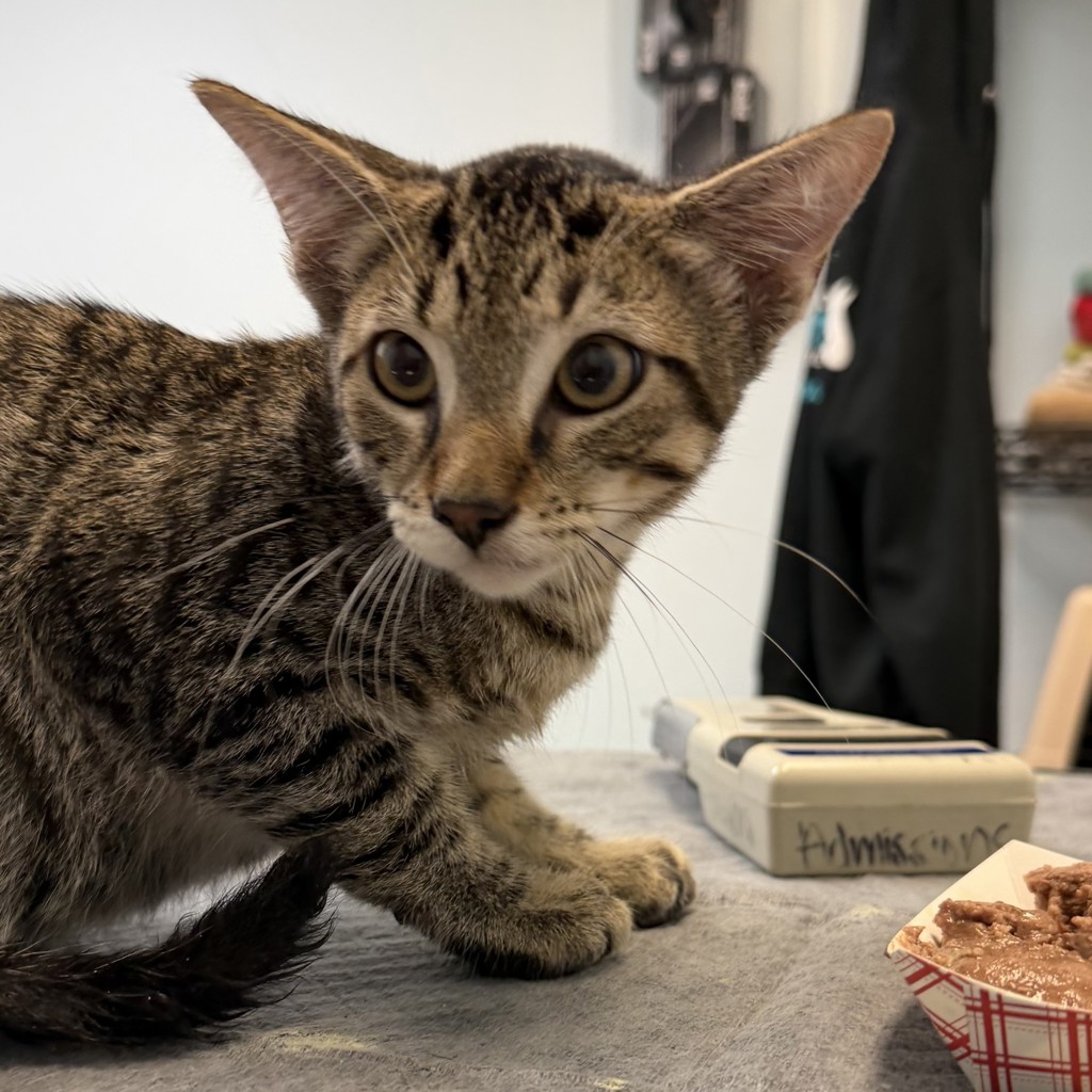 Shelter Stray Male Cat last seen Boston Ave, San Diego, CA, 92113, San Diego, CA 92110