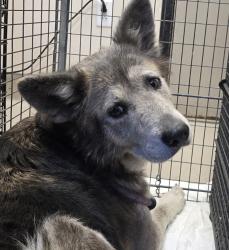 Shelter Stray Female Dog last seen Carlton Hills Boulevard, Santee, CA, 92071, El Cajon, CA 92020