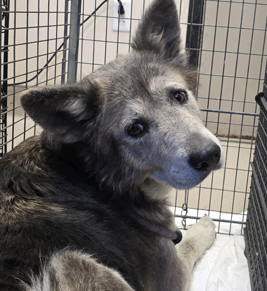 Shelter Stray Female Dog last seen Carlton Hills Boulevard, Santee, CA, 92071, El Cajon, CA 92020